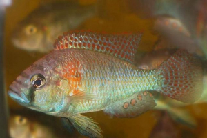 Haplochromis bourton: hogyan kell elvenni az utódokat a szájban? Haplochromis bourton: hogyan kell elvenni az utódokat a szájban?